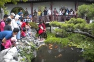 Koi fish feeding.jpg