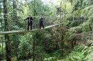 tree top, suspension bridge, trees