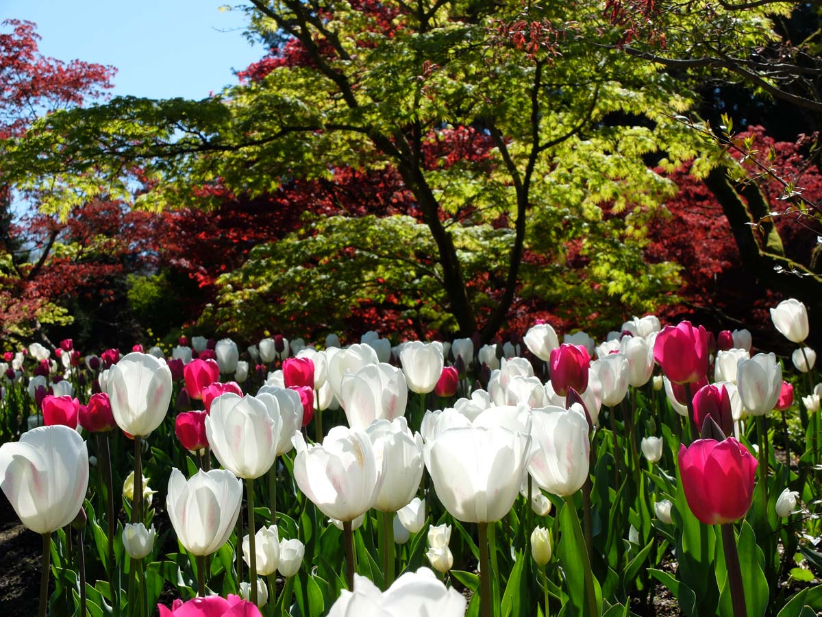 Vandusen Botanical Garden