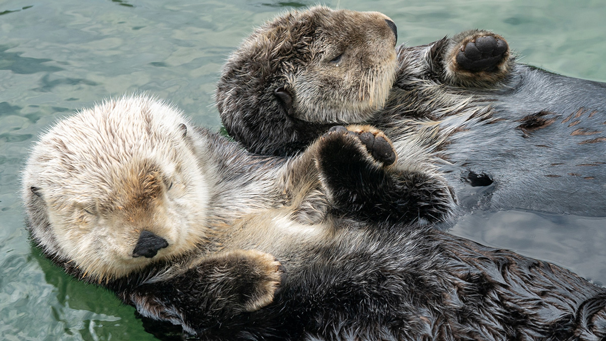 Vancouver Aquarium | Vancouver Attractions