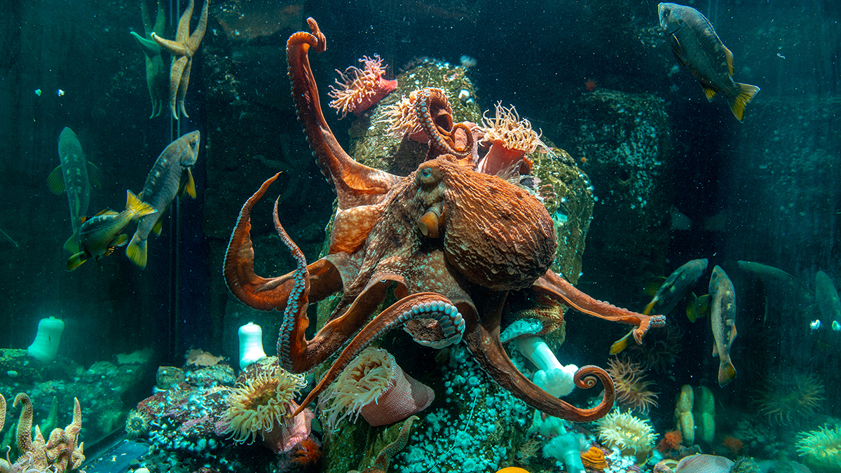 Vancouver Aquarium View